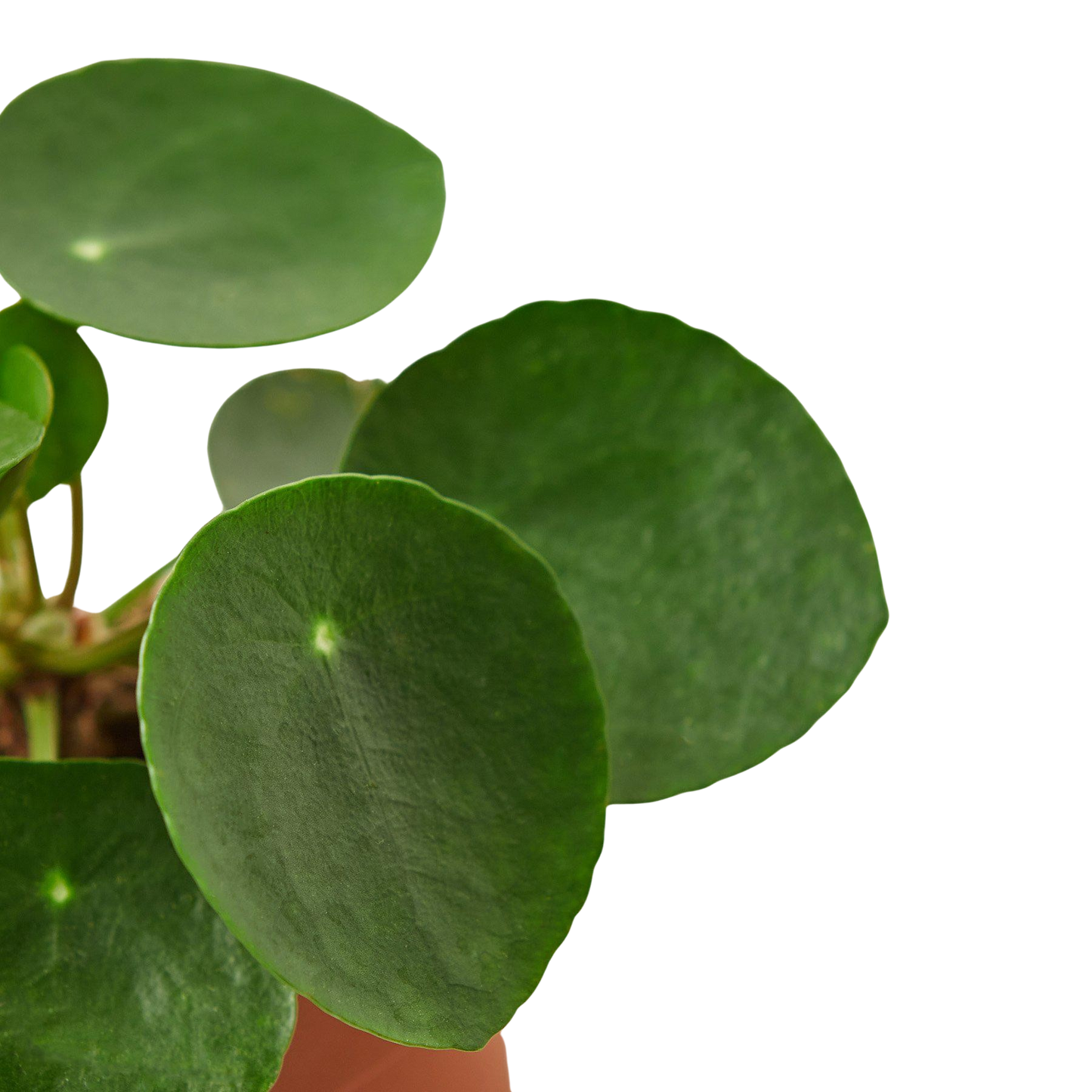 Chinese Money Plant | Pilea Peperomioides