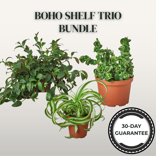 Three potted plants with a 'Boho Shelf Trio Bundle' label and 30-day guarantee badge on a light gray background.