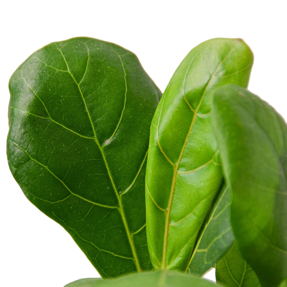 Fiddle Leaf Fig | Ficus Lyrata Indoor Tree