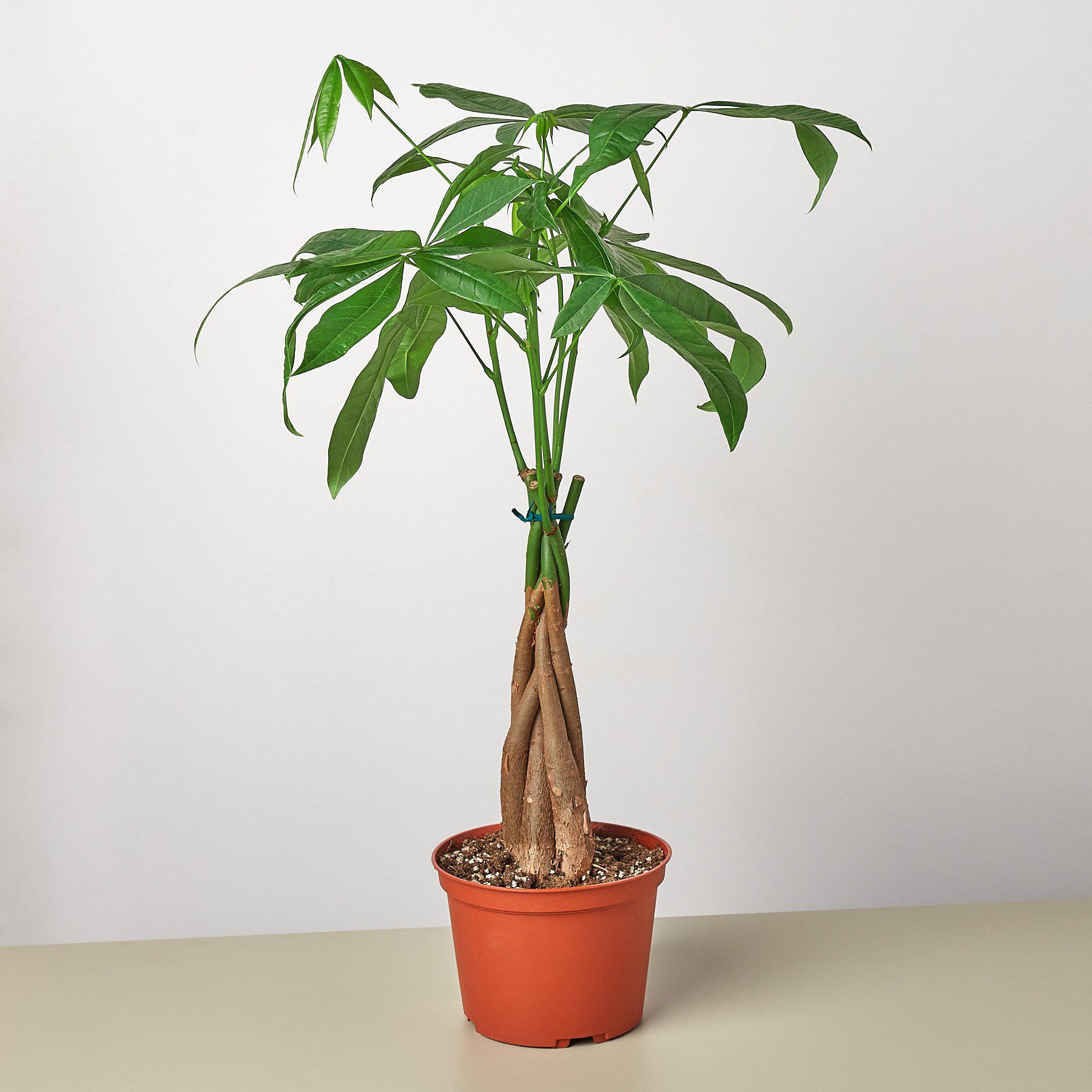 braid money tree Money Tree 'Guiana Chestnut' Pachira Braid
