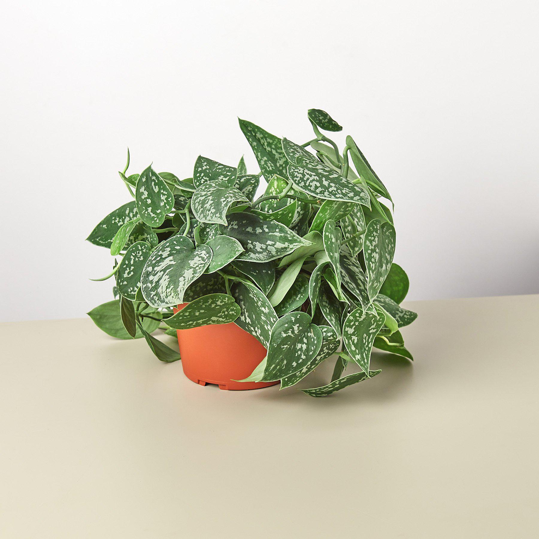 Pothos 'Satin' – A Botanical Blessing