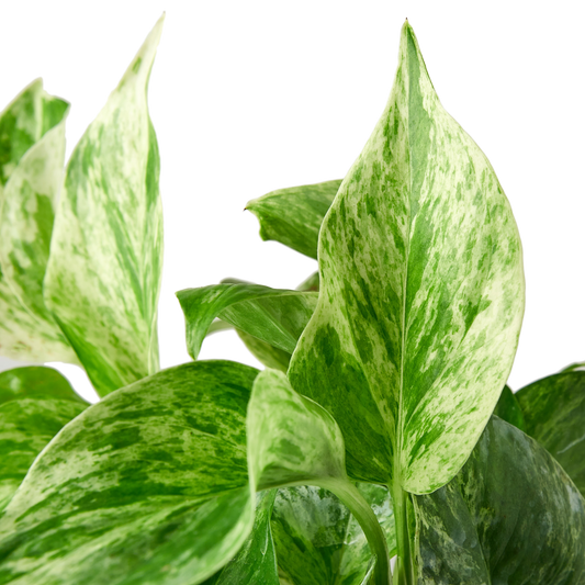 Pothos 'Marble Queen'
