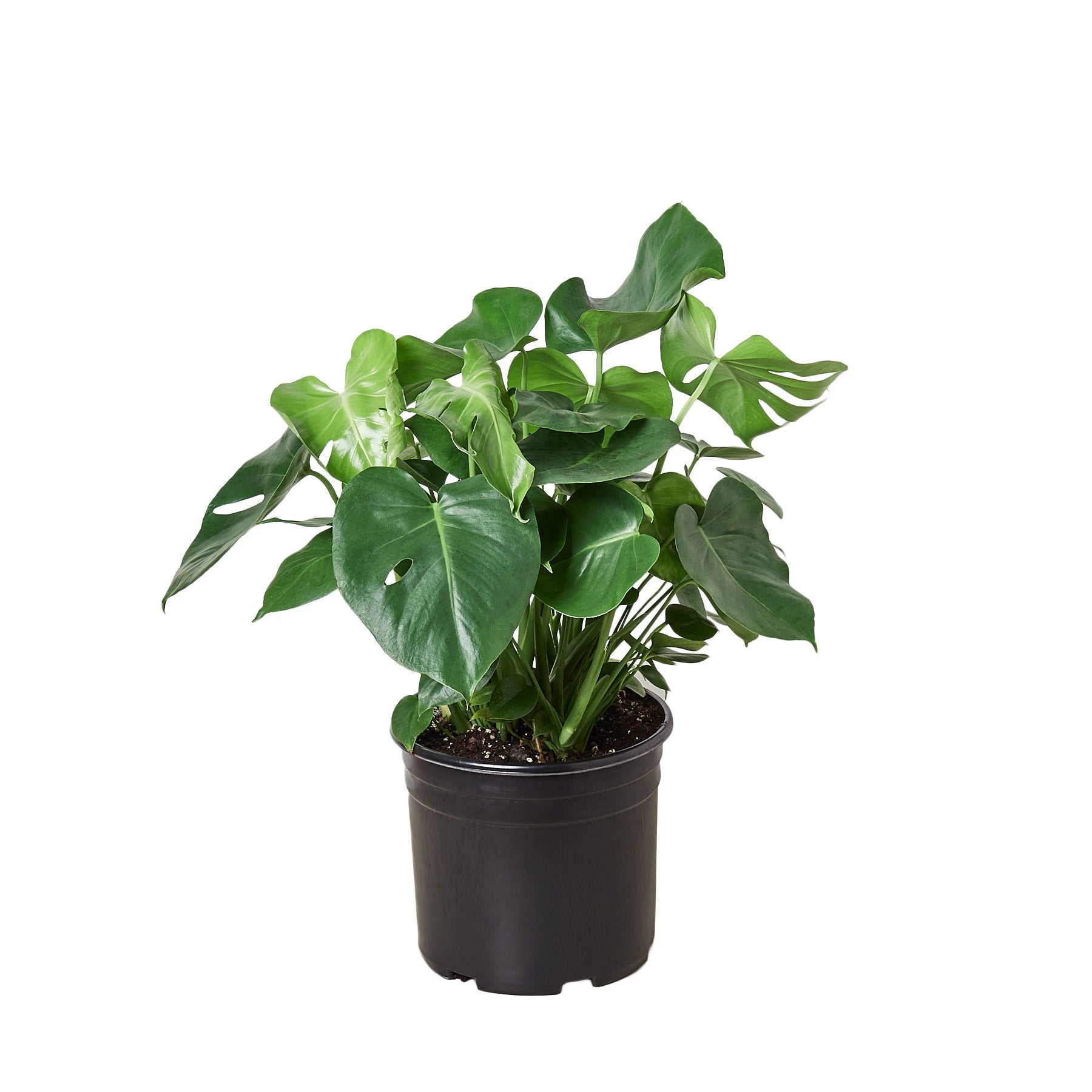 philodendron monstera vine Philodendron ‘Monstera'