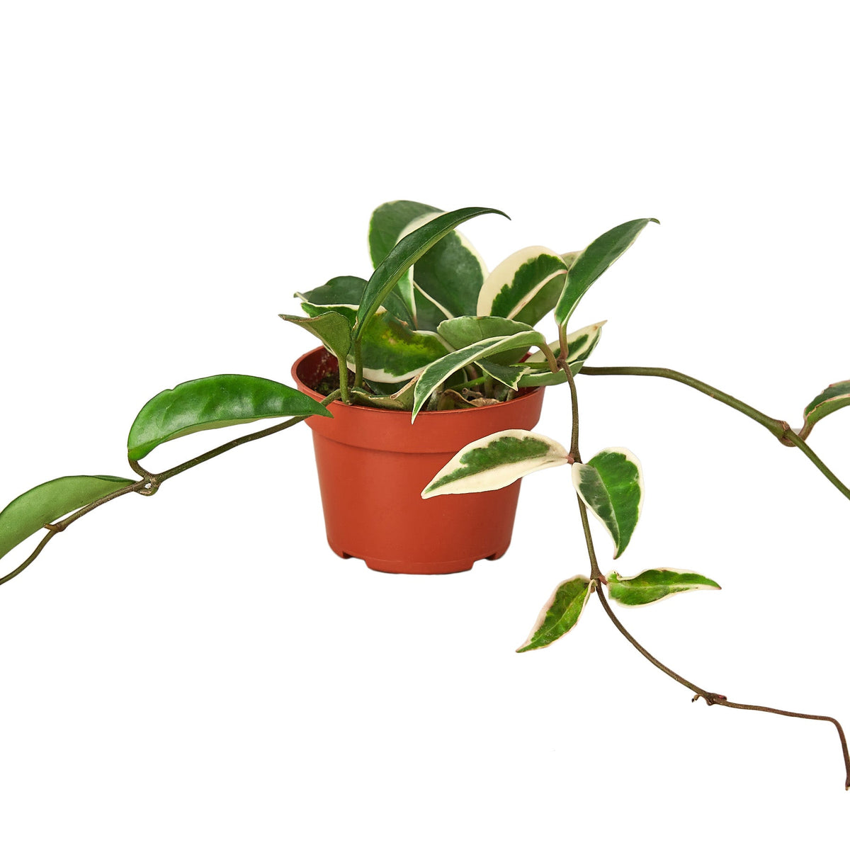 Hoya Carnosa Tricolor | Variegated Wax Plant