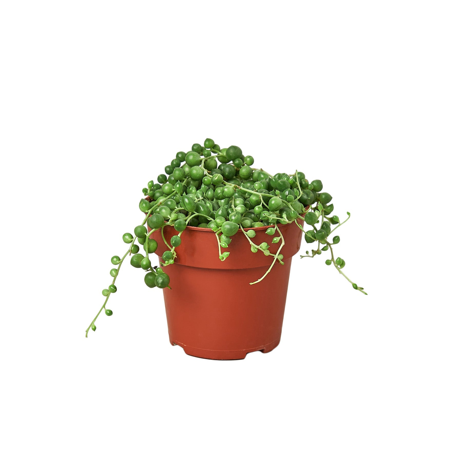 succulent plant with little green balls String of Pearls – A Botanical Blessing