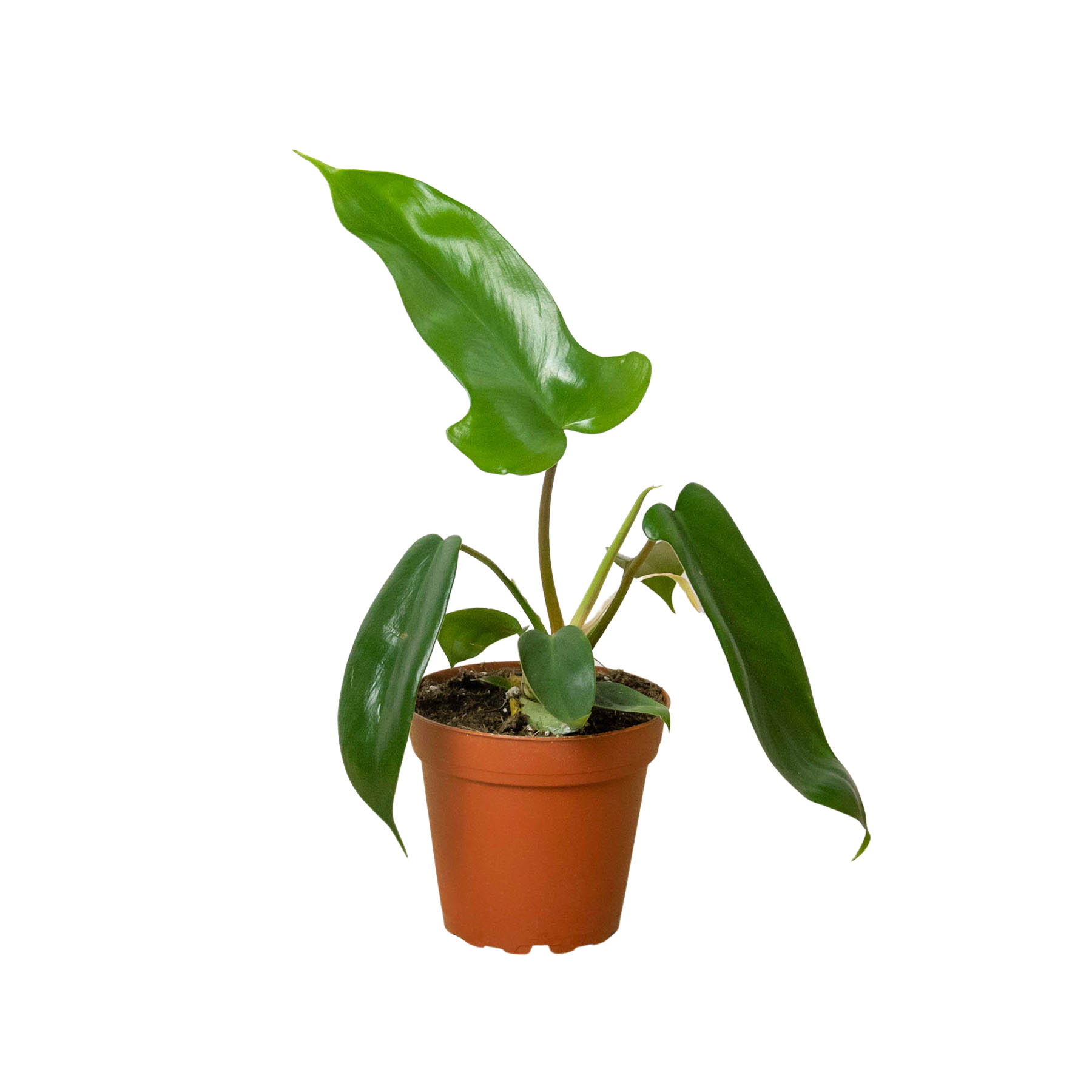 philodendron florida red stem Philodendron 'Florida Green' – A Botanical Blessing