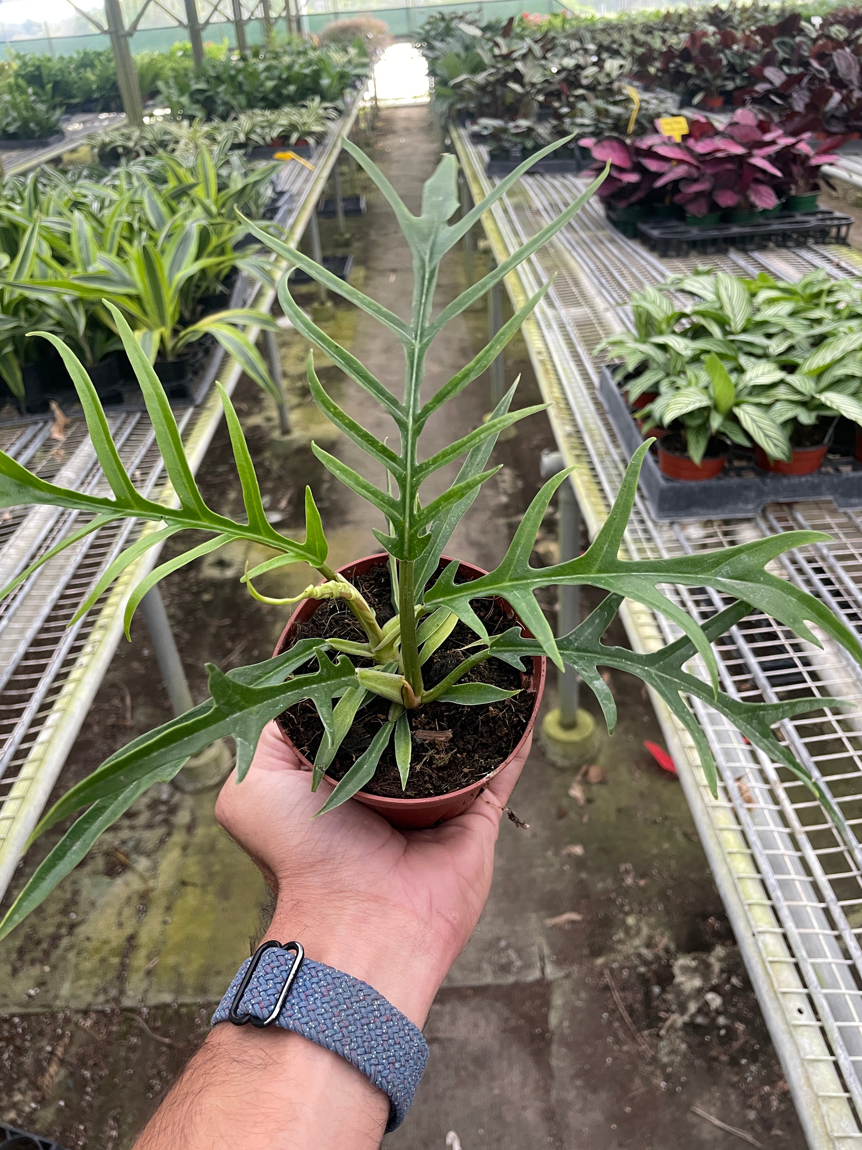 Philodendron 'Tortum' – A Botanical Blessing