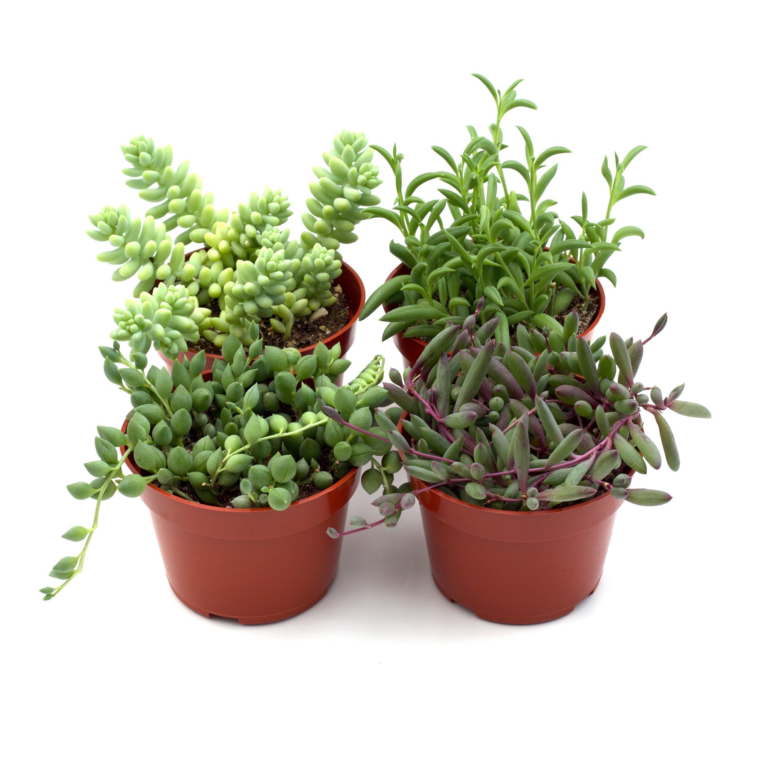 trailing succulent plant Trailing Succulents – A Botanical Blessing