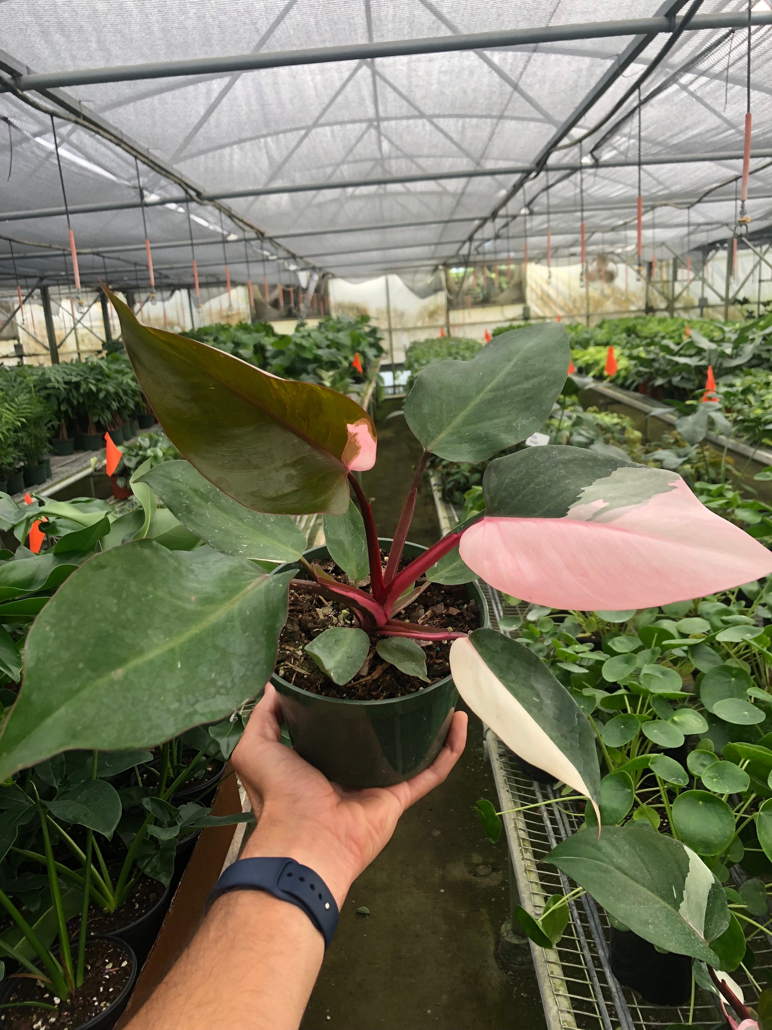 philodendron erubescens 'pink princess' Philodendron 'Pink Princess' – A Botanical Blessing