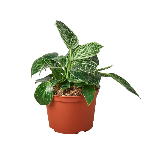 Philodendron 'Birkin'