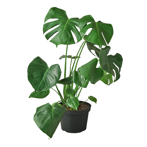monstera leaves splitting Split-Leaf Monstera – A Botanical Blessing