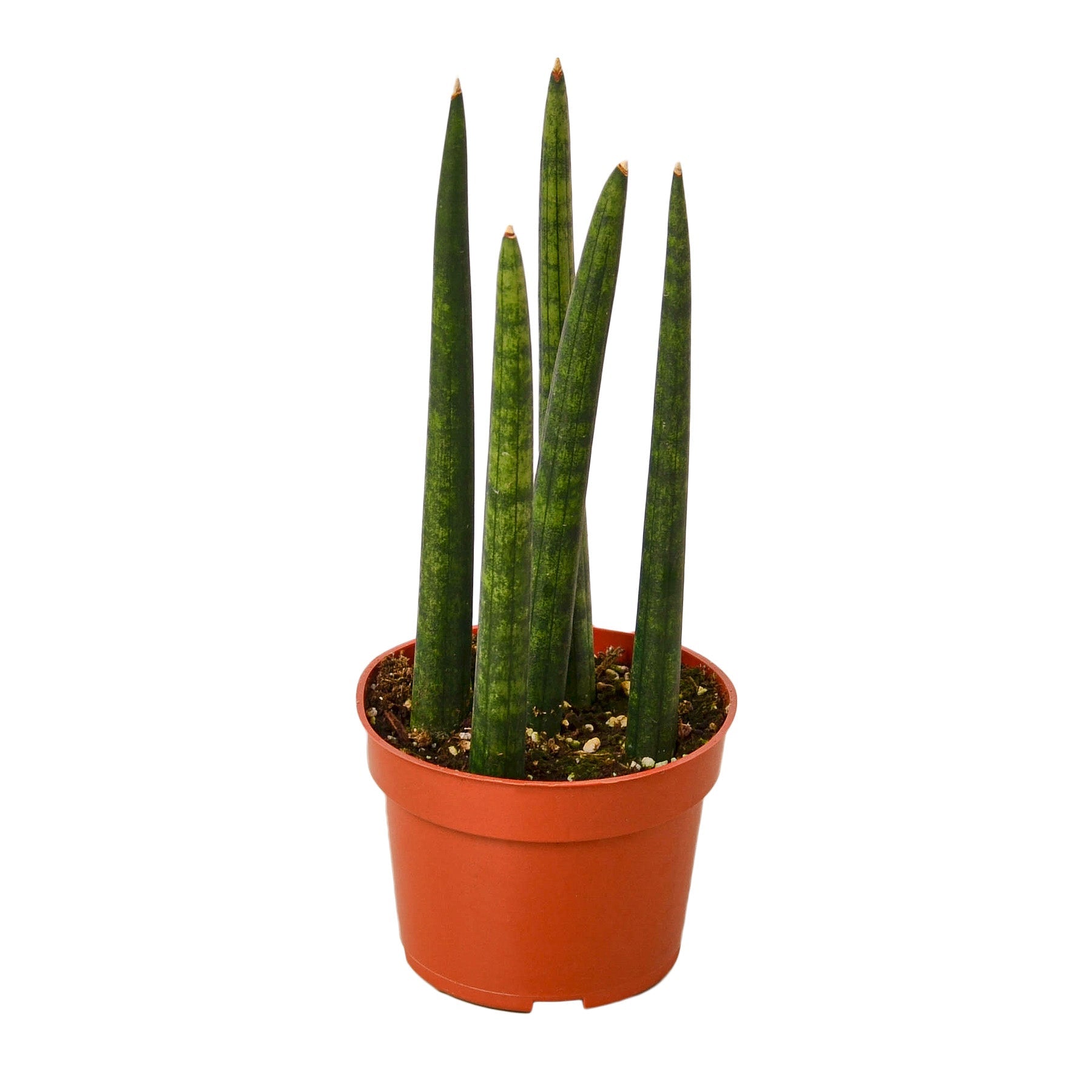 anti snake plant in nigeria Snake Plant Cylindrica – A Botanical Blessing