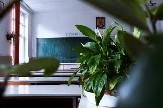 Green Classrooms, Growing Minds: The Transformative Impact of Houseplants on Student Learning and Well-being in Schools