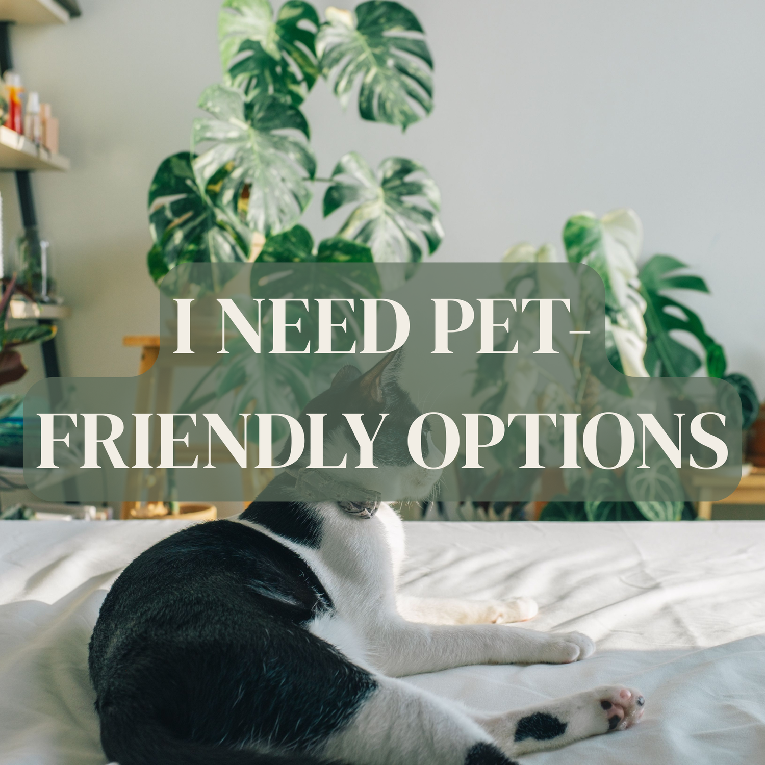 Pet Friendly