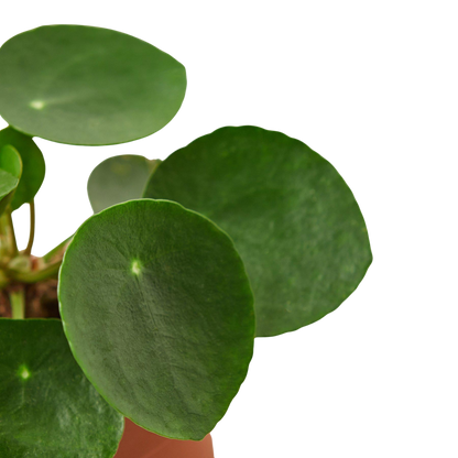 Chinese Money Plant | Pilea Peperomioides