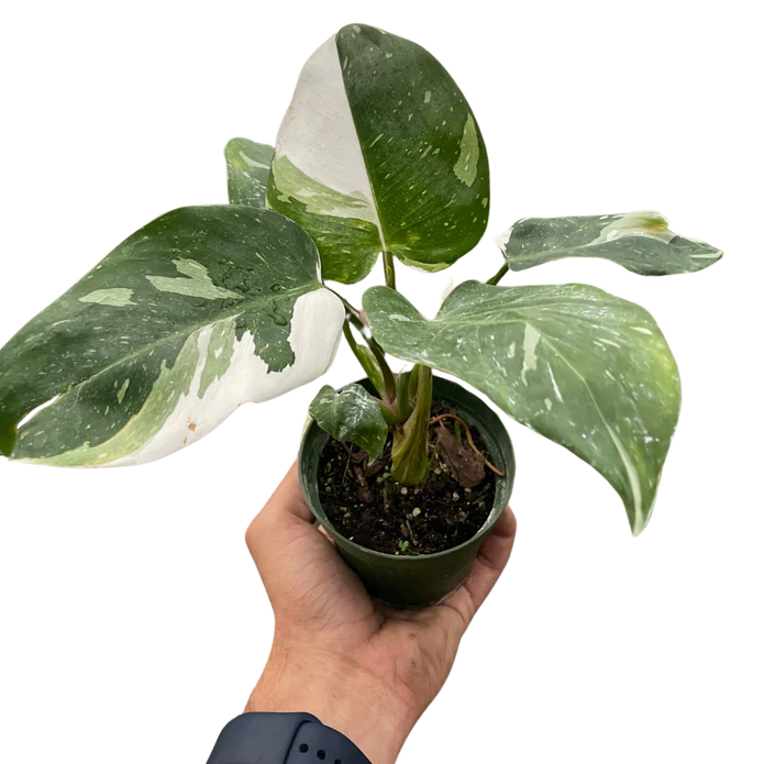 Philodendron 'White Princess'