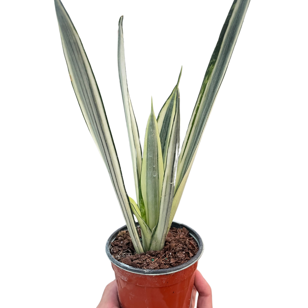 Bantel’s Sensation Snake Plant | Variegated Sansevieria