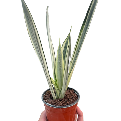 Bantel’s Sensation Snake Plant | Variegated Sansevieria