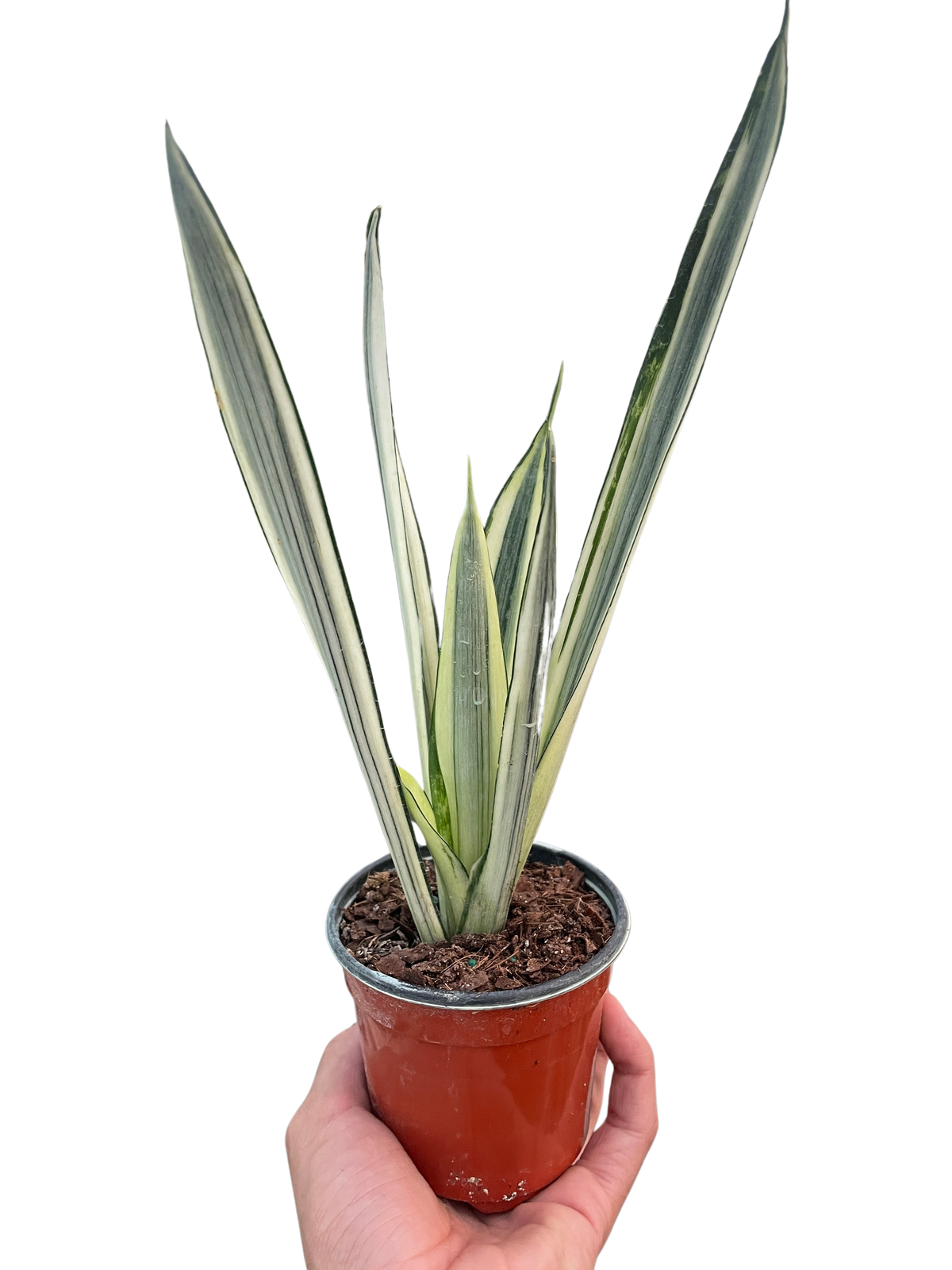 Bantel’s Sensation Snake Plant | Variegated Sansevieria