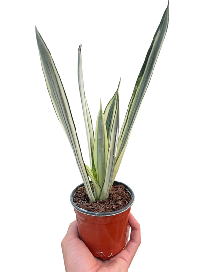 Bantel’s Sensation Snake Plant | Variegated Sansevieria