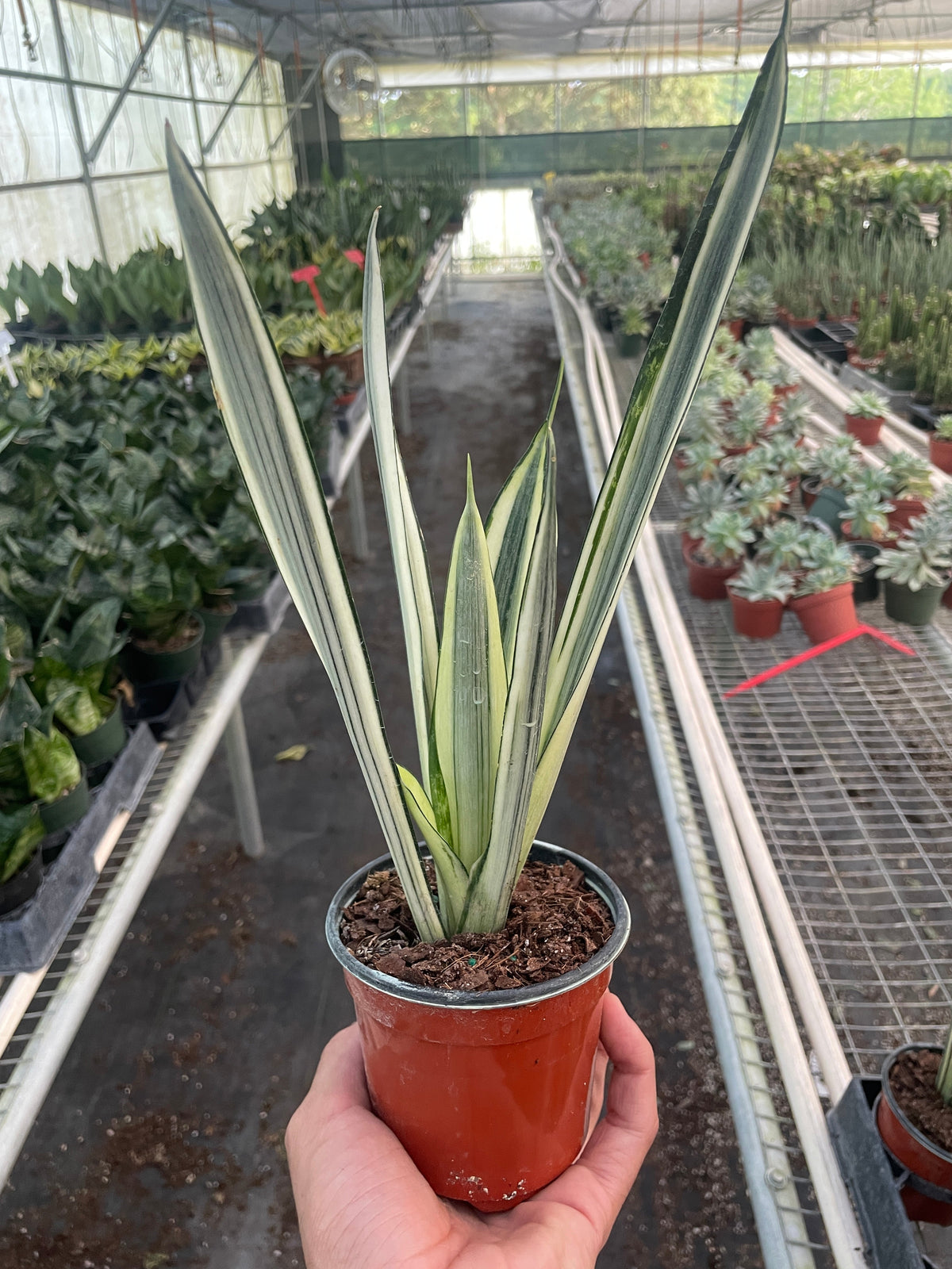 Bantel’s Sensation Snake Plant | Variegated Sansevieria