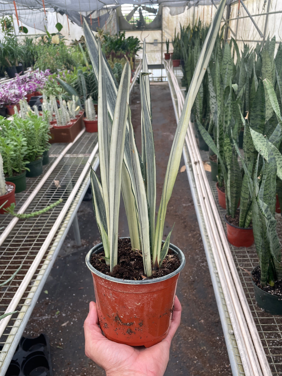 Bantel’s Sensation Snake Plant | Variegated Sansevieria