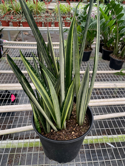Bantel’s Sensation Snake Plant | Variegated Sansevieria