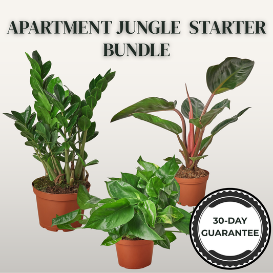 Apartment Jungle Starter Bundle