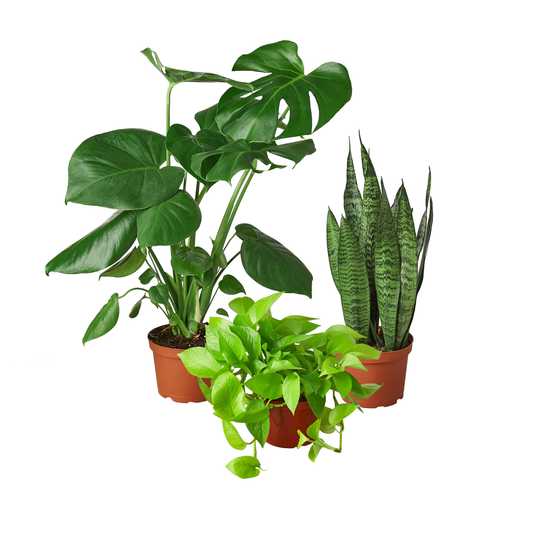 Three potted houseplants on a plain white background: a large green monstera plant in a pot, a smaller green trailing plant in front, and a tall snake plant in a pot.