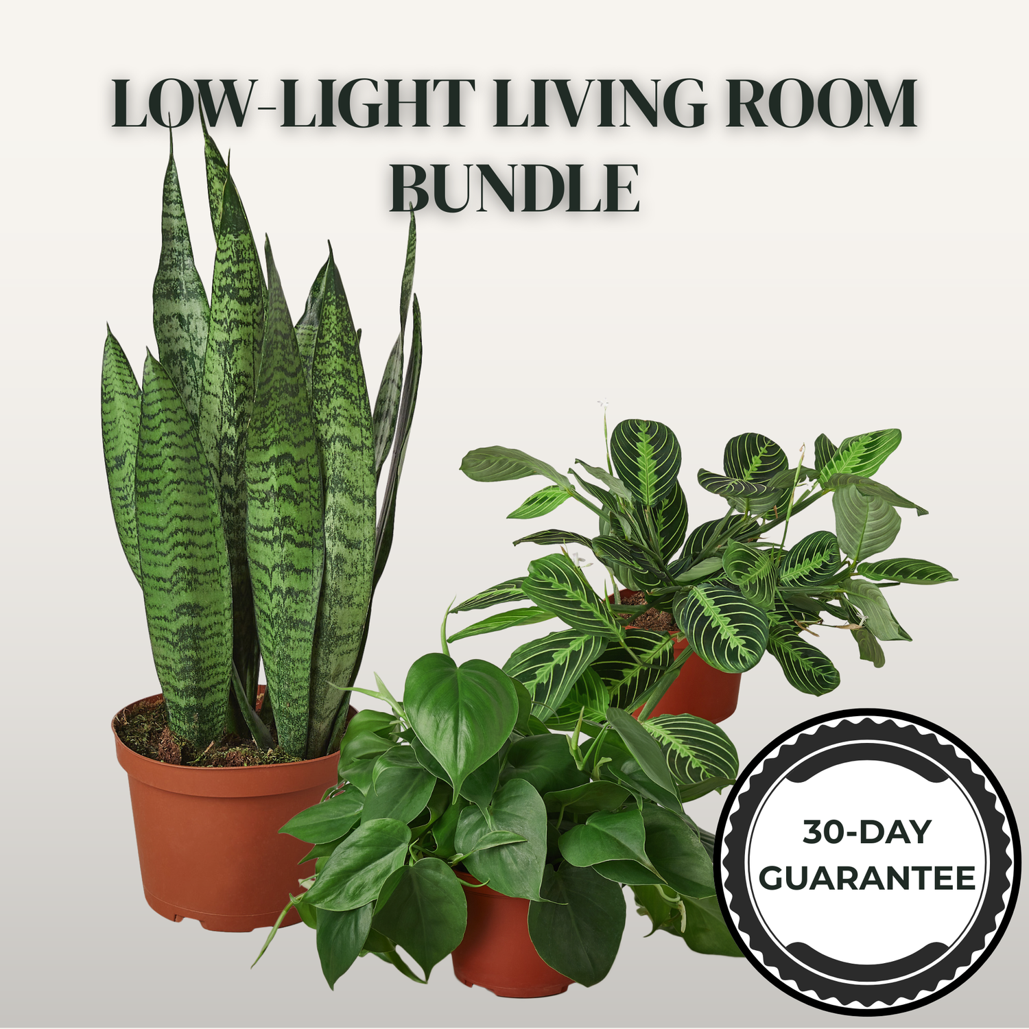 Three potted plants with a 'Low-Light Living Room Bundle' label and a 30-day guarantee badge on a light gray background.
