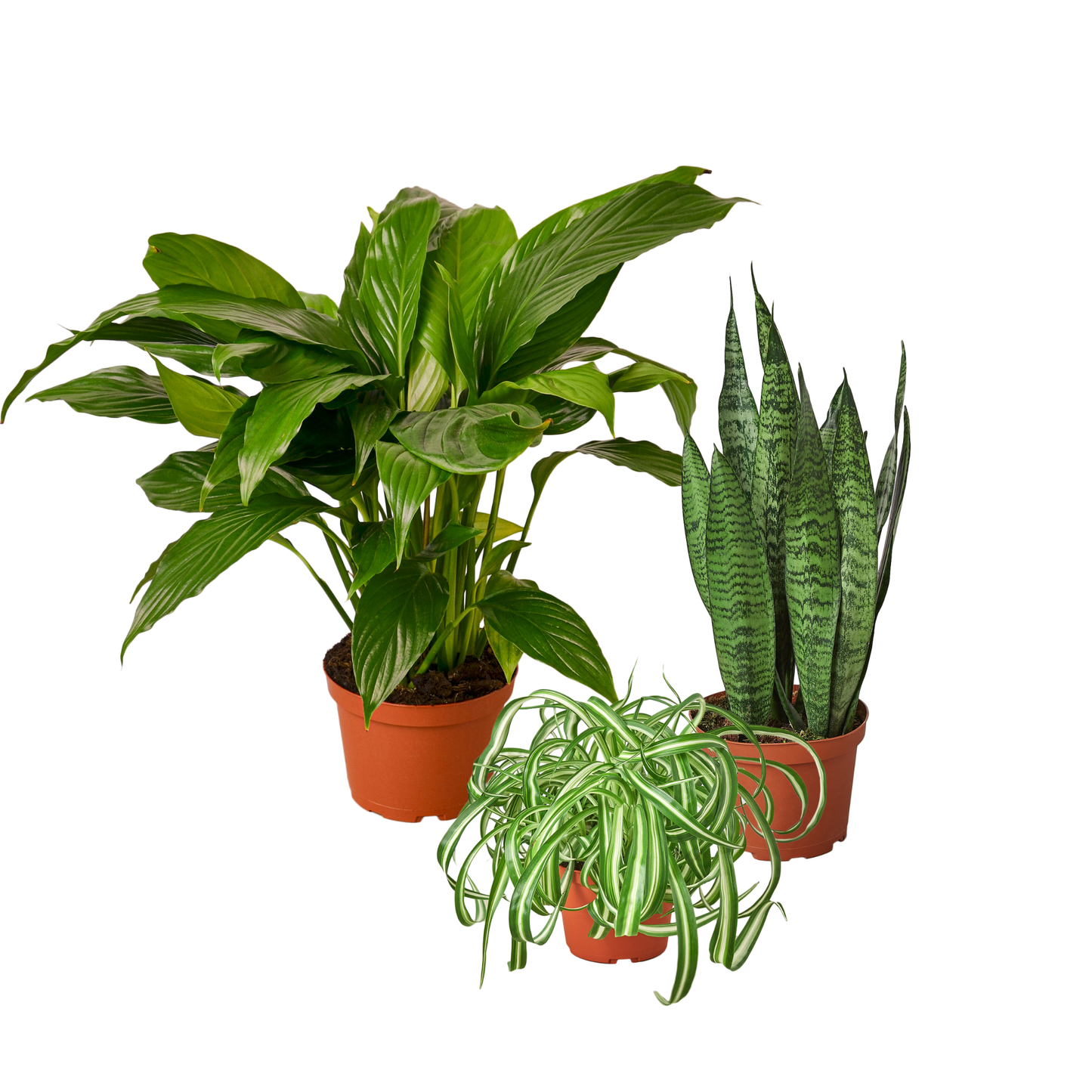 Three potted houseplants on a plain white background: a large green leafy plant in a pot, a tall snake plant in a pot, and a smaller variegated trailing plant in a small pot.