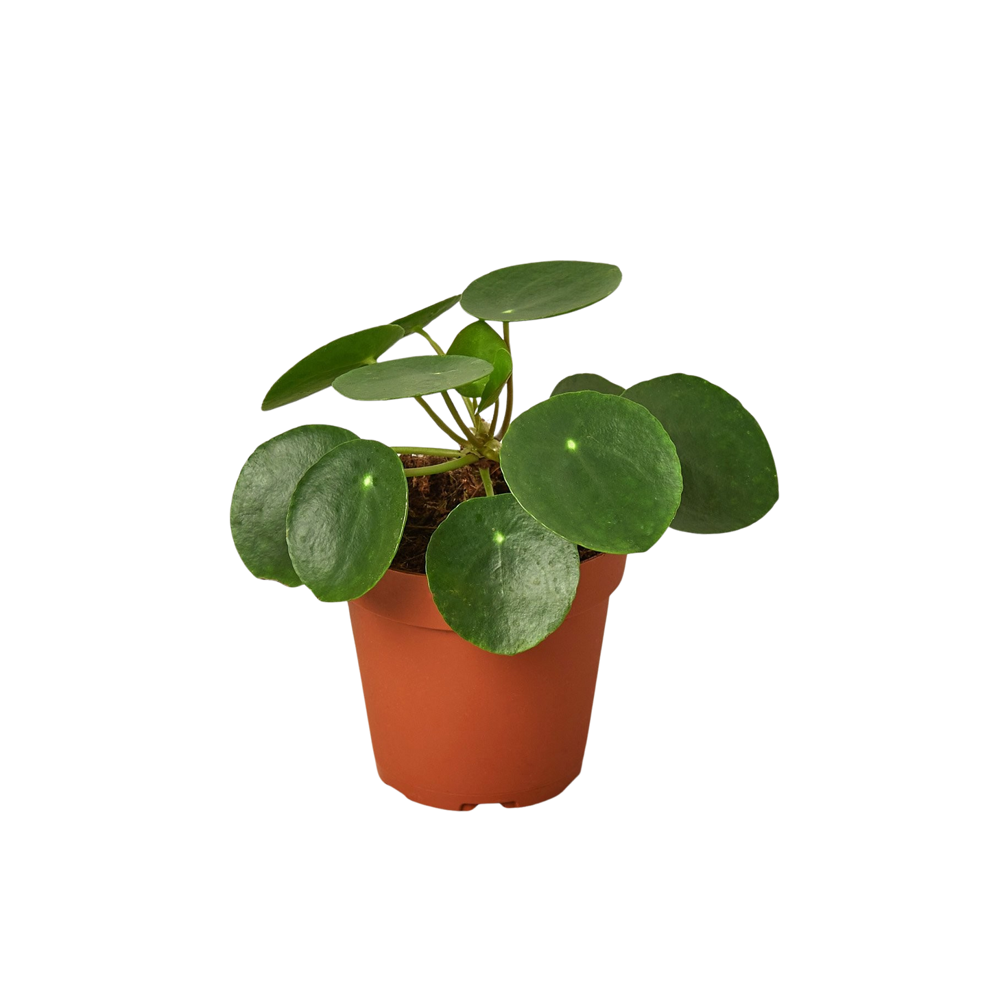 Chinese Money Plant | Pilea Peperomioides
