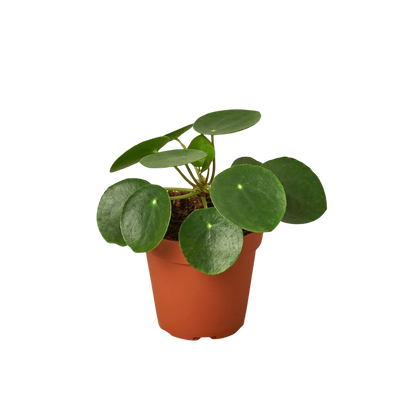 Chinese Money Plant | Pilea Peperomioides