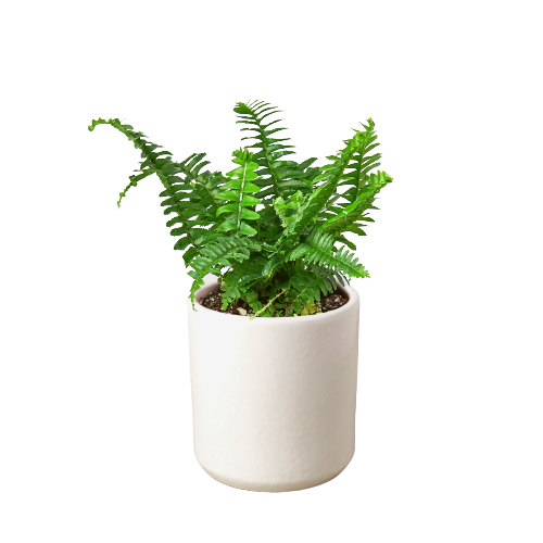 Jester's Crown Fern