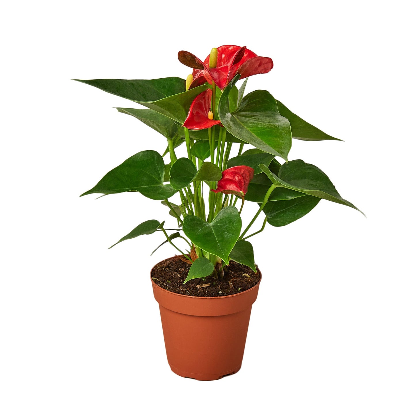 2 Anthurium Variety Pack - 4" Pots