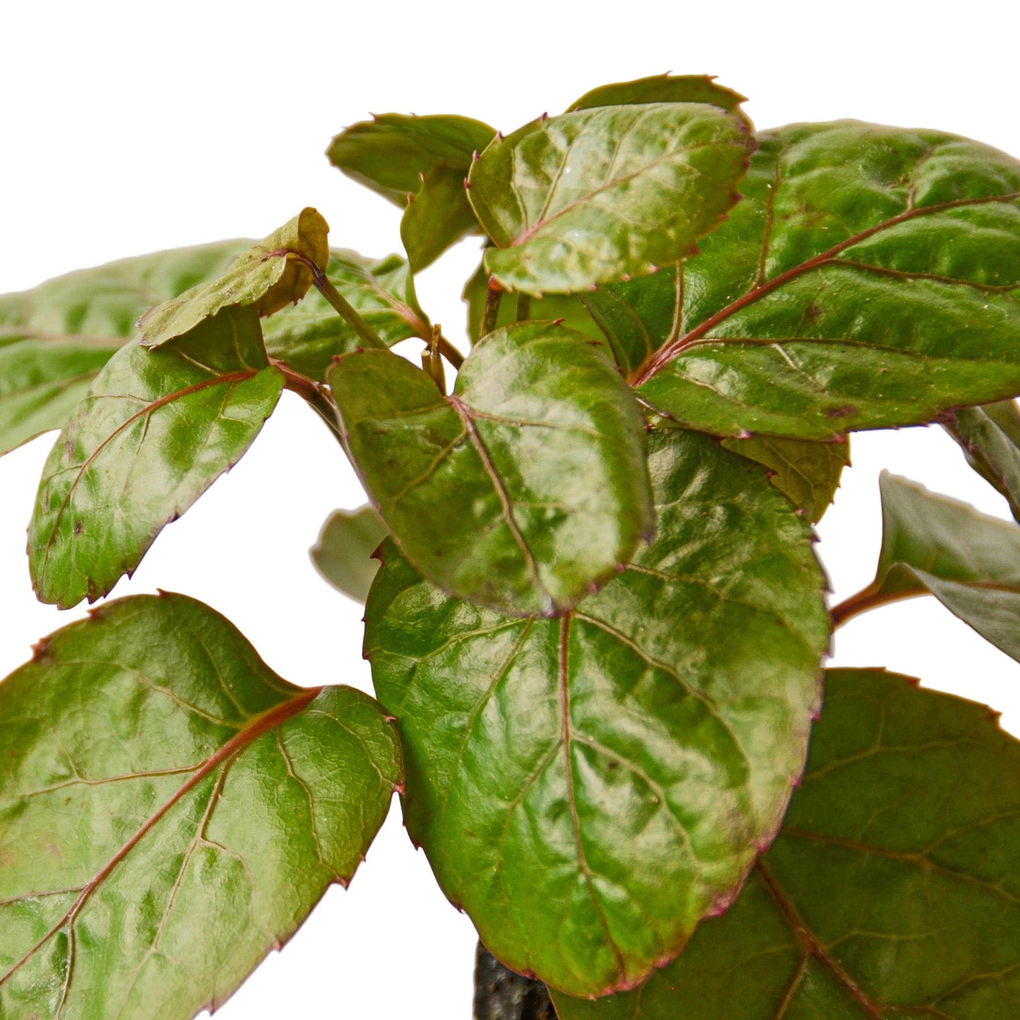 Aralia Fabian Stump 'Polyscias Scutellaria'