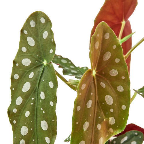 Polka Dot Begonia