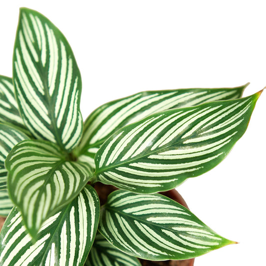 Calathea 'Vittata'