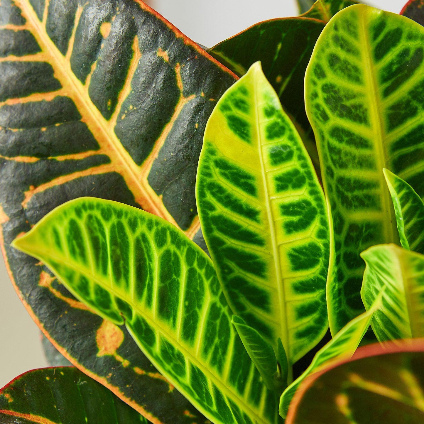 Croton Petra 'Joseph's Coat' - House Plant Shop