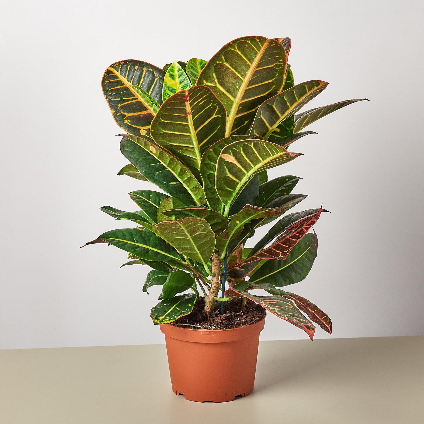 Croton Petra 'Joseph's Coat' - House Plant Shop