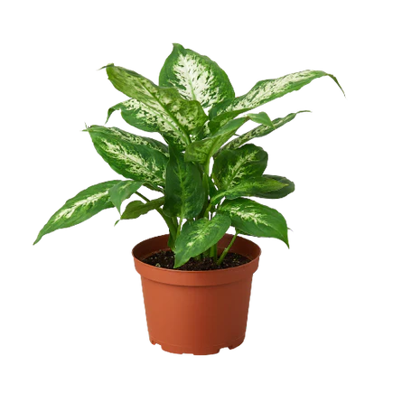 dieffenbachia silver queen Dieffenbachia 'Tropic Snow'