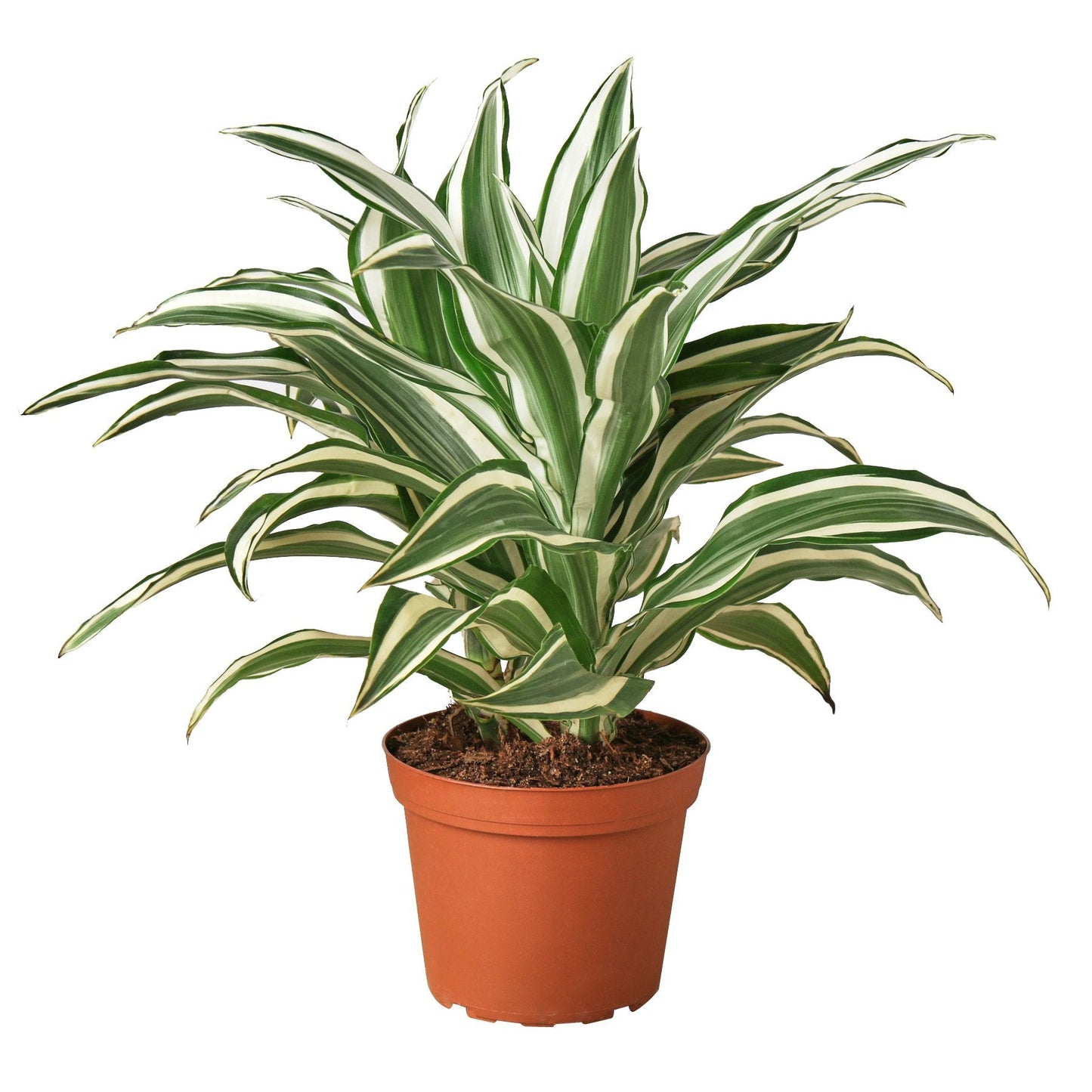 Dracaena 'Warneckii White Jewel'