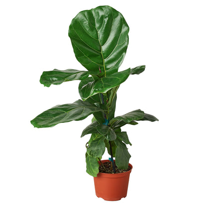 Fiddle Leaf Fig | Ficus Lyrata Indoor Tree