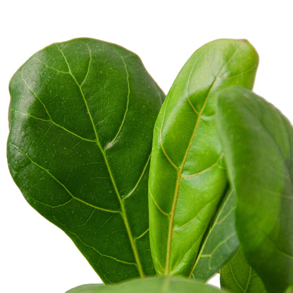 Fiddle Leaf Fig | Ficus Lyrata Indoor Tree