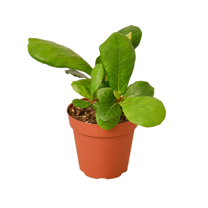Fiddle Leaf Fig | Ficus Lyrata Indoor Tree