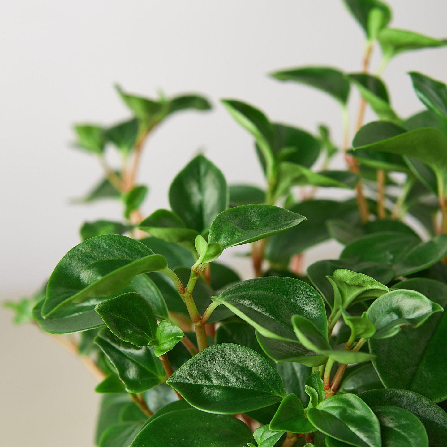 Peperomia 'Glabella' - House Plant Shop