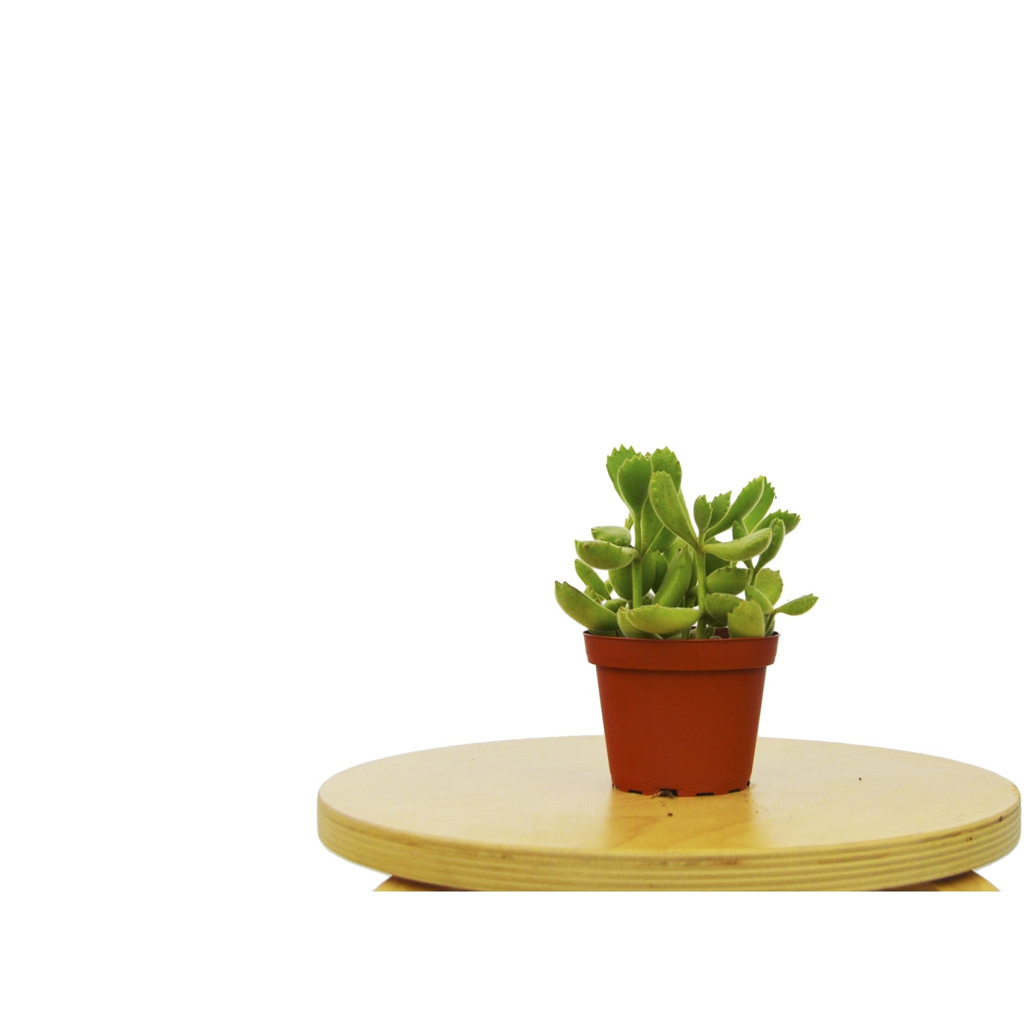 Succulent 'Bear's Paw' 4" Pot
