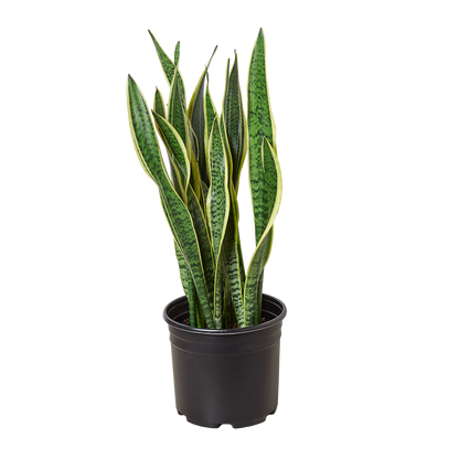Snake Plant Laurentii