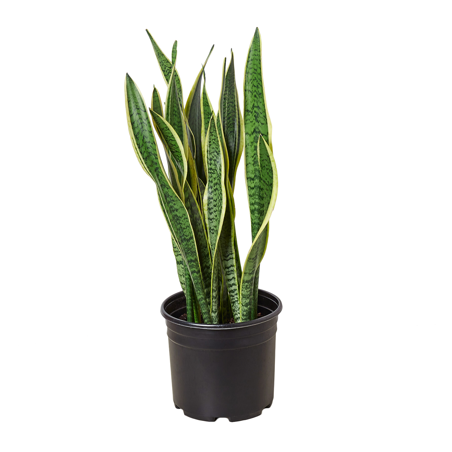 Snake Plant Laurentii