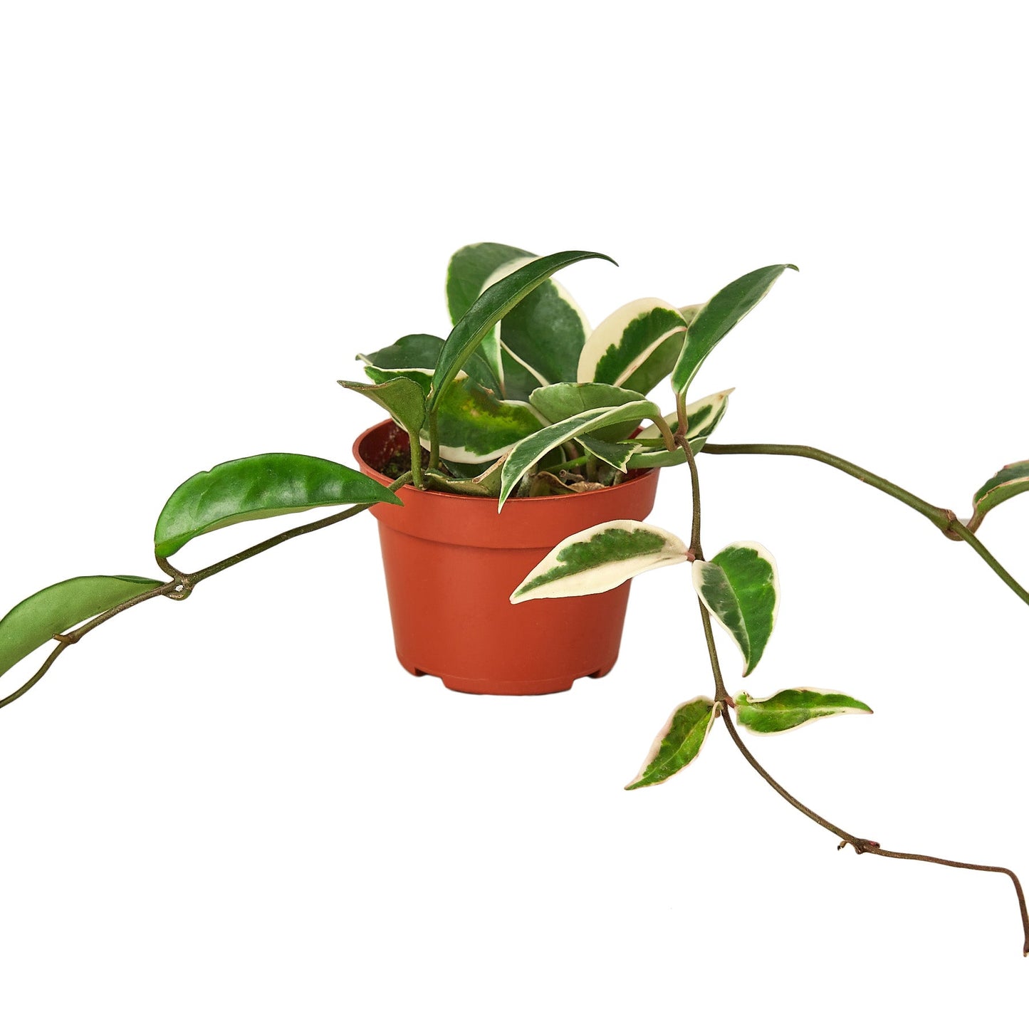Hoya Carnosa Tricolor | Variegated Wax Plant